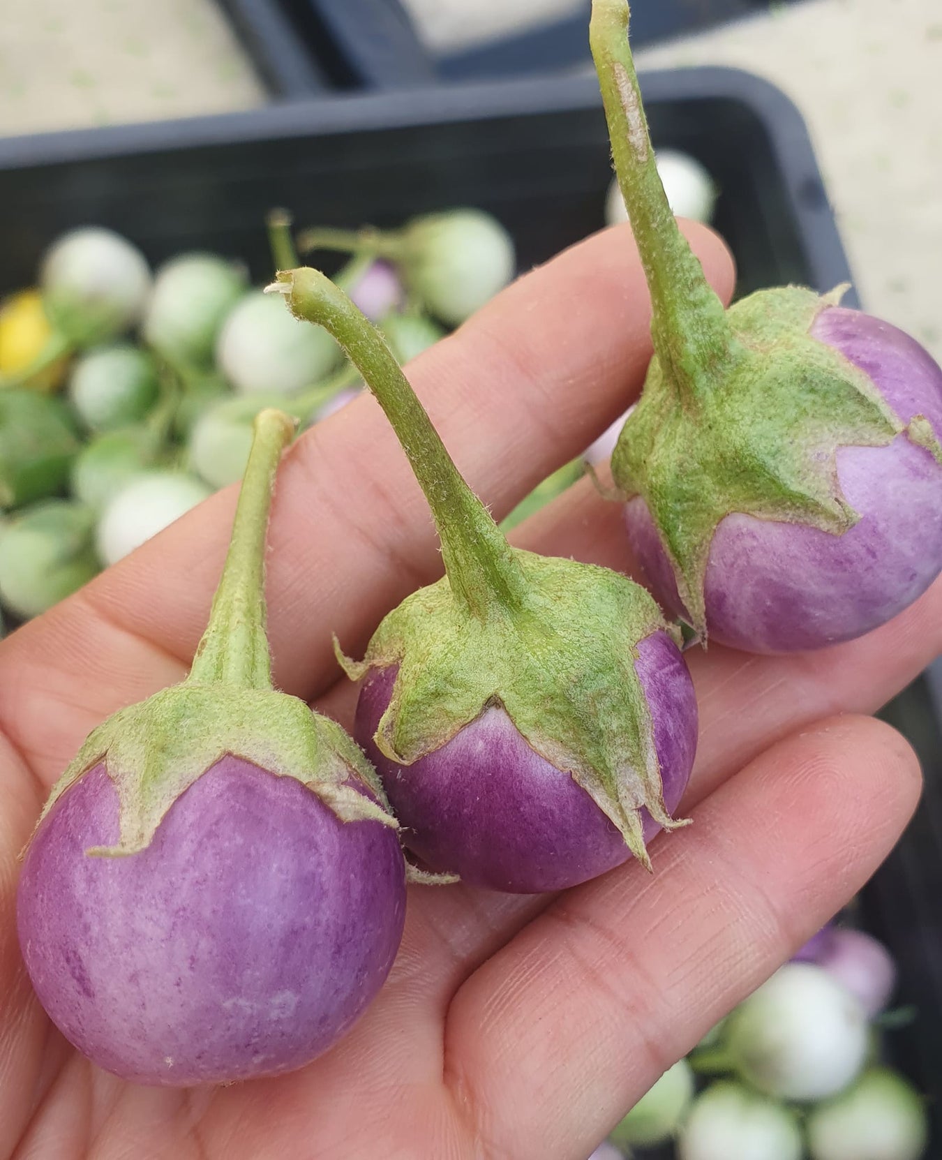 Hạt Giống Cà Các Loại
