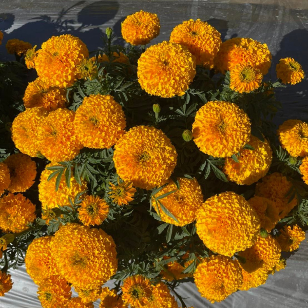 Hạt Giống Hoa Vạn Thọ Cam - Deep Gold Queen [ JUIJIA - Thái Lan ]