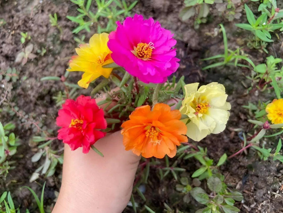 Hoa Mười Giờ Cánh Kép Nhiều Màu [ Lee Seeds LLC ]