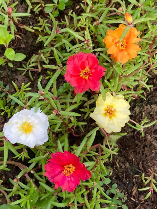 Hoa Mười Giờ Cánh Kép Nhiều Màu [ Lee Seeds LLC ]