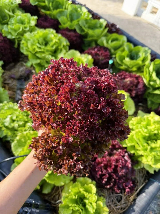 Xà Lách Xoăn Tím Thái Lan ( Red Coral ) [ JUIJIA ]