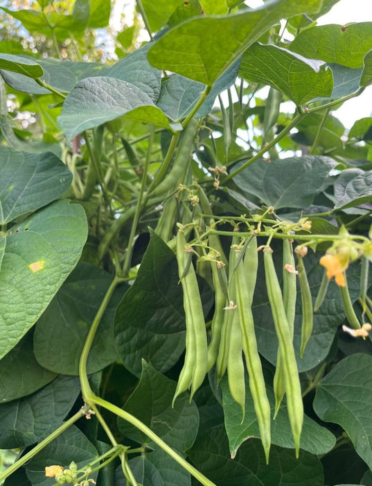 Hạt Giống Đậu Cove Cao Sản [ E-W Seeds - Thái Lan ]