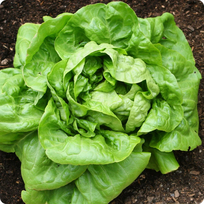 Hạt Giống Xà Lách Butterhead - Better Hulk [ JUIJIA - Thái Lan ]