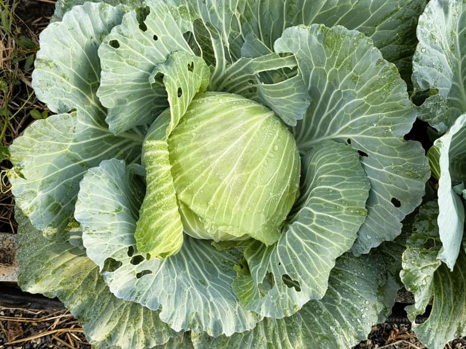 Hạt Giống Bắp Cải DORI 2 [ JUIJIA - Thái Lan ]