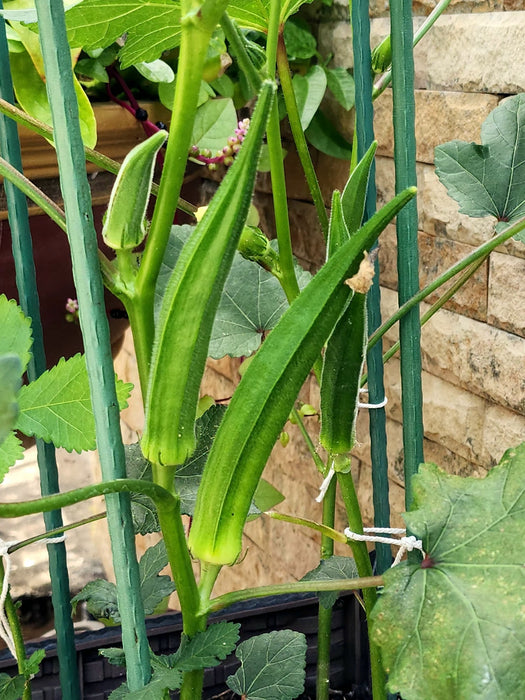 Hạt Giống Đậu Bắp Xanh Lai F1 [ E-W Seeds - Thái Lan ]