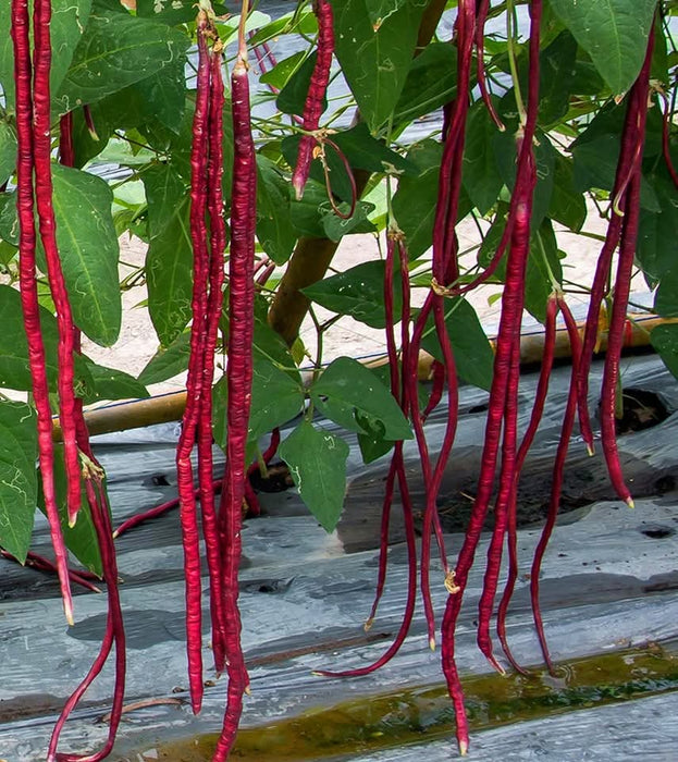 Hạt Giống Đậu Đũa Tím [ E-W Seeds - Thái Lan ]