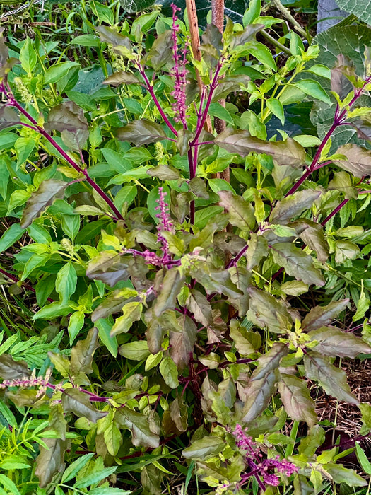 Hạt Giống Húng Quế Đỏ [ E-W Seeds - Thái Lan ]