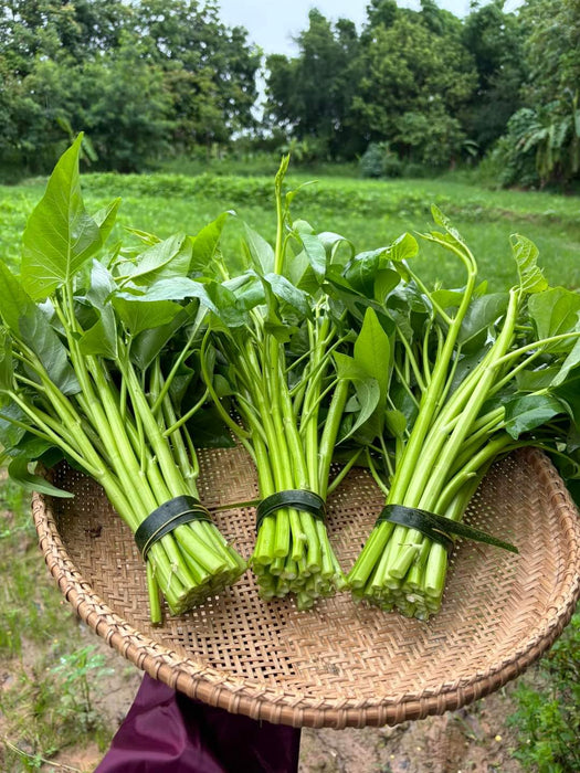 Rau Muống Siêu Ngọn [ JUIJIA - Thái Lan ]