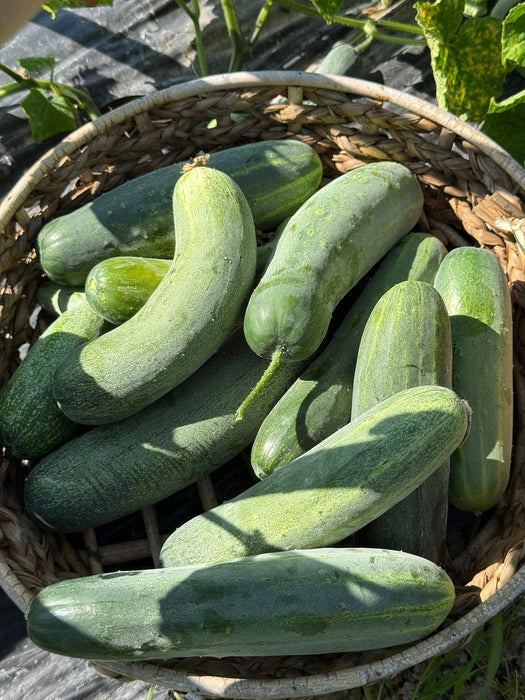 Hạt Giống Dưa Leo Lai F1 Trái Dài [ E-W Seeds - Thái Lan ]