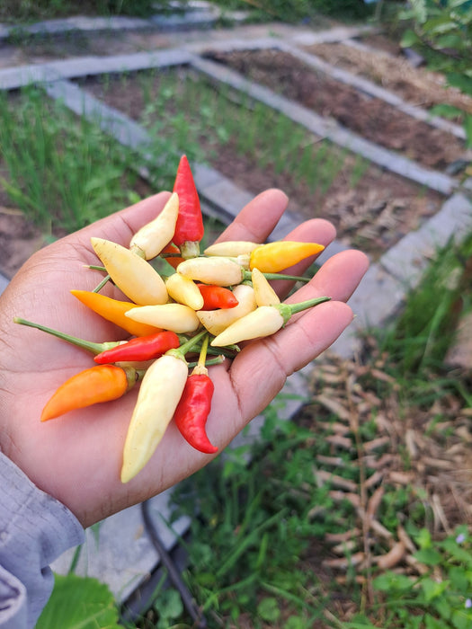 Hạt Giống Ớt Xiêm Trắng Siêu Cay [ Home Garden - Thái Lan ]