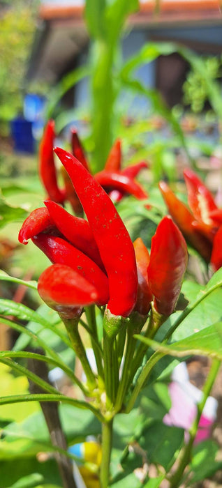 Hạt Giống Ớt Chỉ Thiên Siêu Cay Lai F1 Trái Ngắn [ E-W Seeds - Thái Lan ]