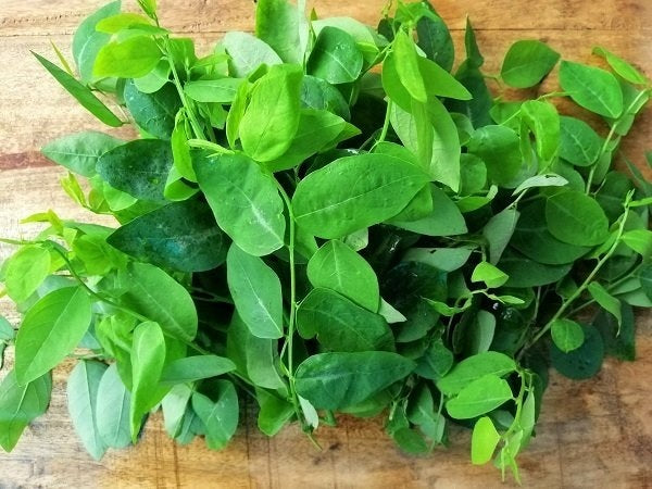 Hạt Giống Bồ Ngót [ Lee Garden ]