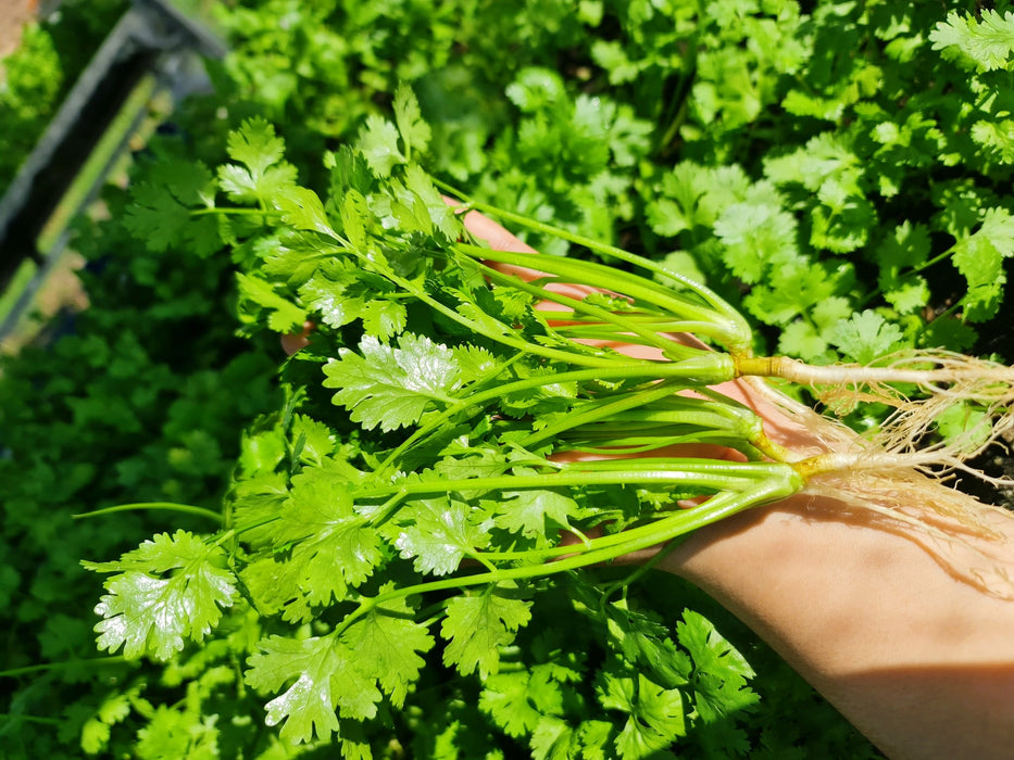 Ngò Hạt Nhỏ ( ngò rí ) [ Rado 31 ] 100gr