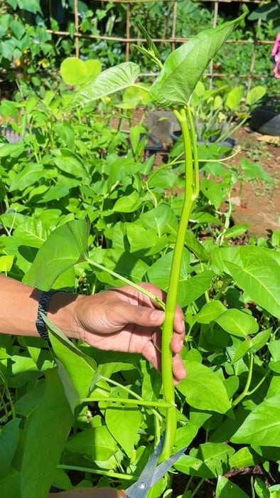 Rau muống Thái siêu ngọn [ 1Kg ]