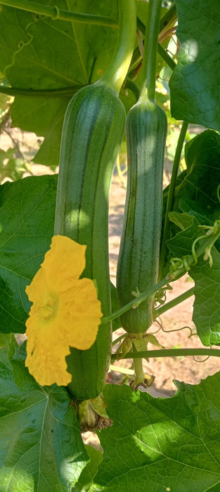 Hạt Giống Mướp Hương Chịu Nhiệt [ E-W Seeds - Thái Lan ]