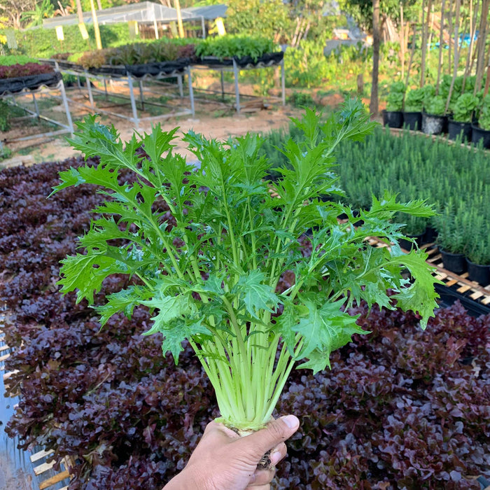 Hạt Giống Cải Đuôi Phụng [ E-W Seeds - Thái Lan ]