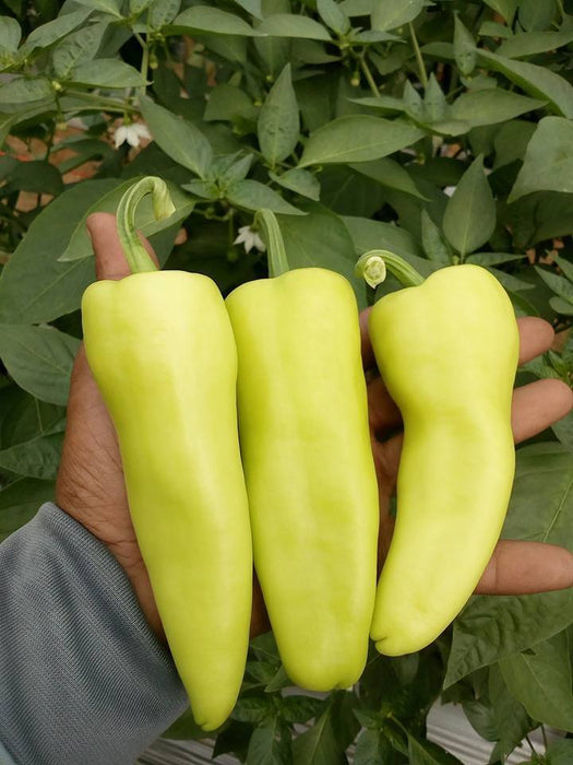 Hạt Giống Ớt Đùi Gà Lai F1 [ E-W Seeds - Thái Lan ]