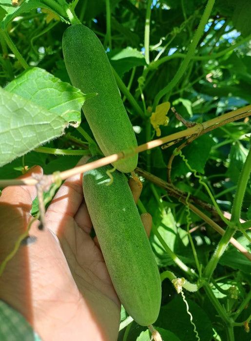 Hạt Giống Dưa Leo Lai F1 306 Trái Dài [ E-W Seeds - Thái Lan ]