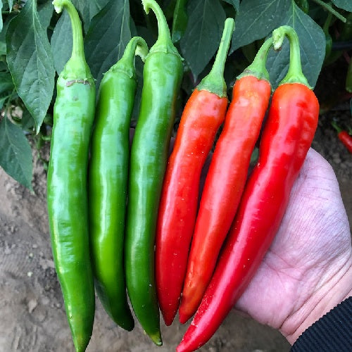 Hạt Giống Ớt Chỉ Địa [ Home Garden - Thái Lan ]