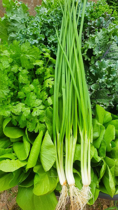 Hạt Giống Hành Hương [ E-W Seeds - Thái Lan ]