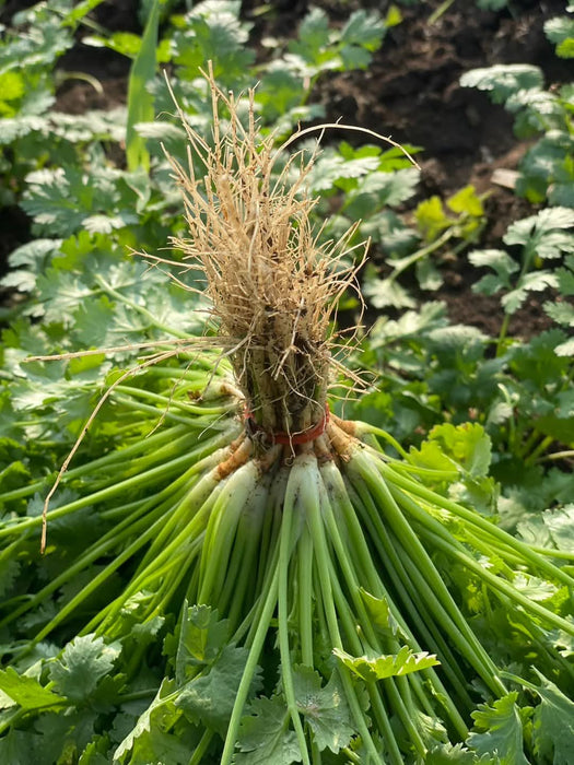 Hạt Giống Ngò Rí [ E-W Seeds - Thái Lan ]