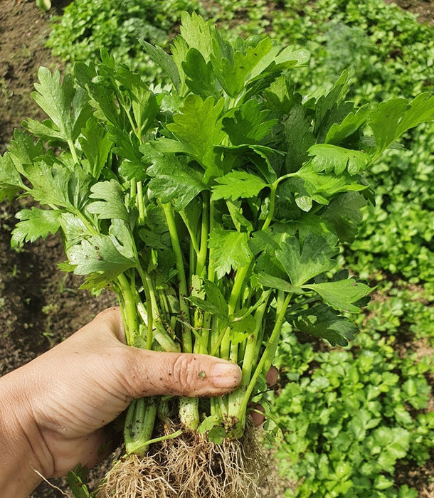 Hạt Giống Cần Tây [ Home Garden - Thái Lan ]