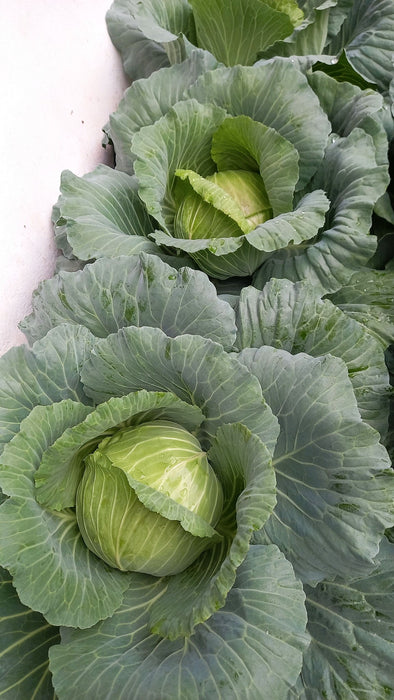 Hạt Giống Bắp Cải MEILI [ JUIJIA - Thái Lan ]