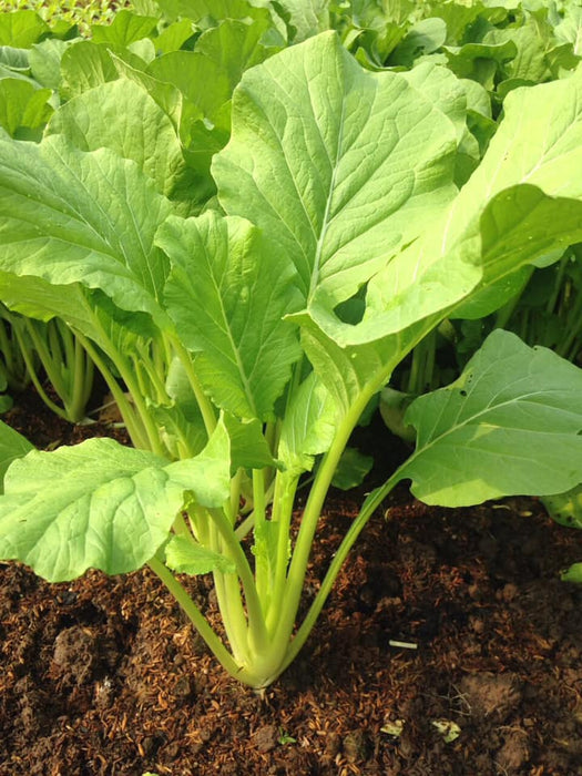 Hạt Giống Cải Ngọt [ Home Garden - Thái Lan ]