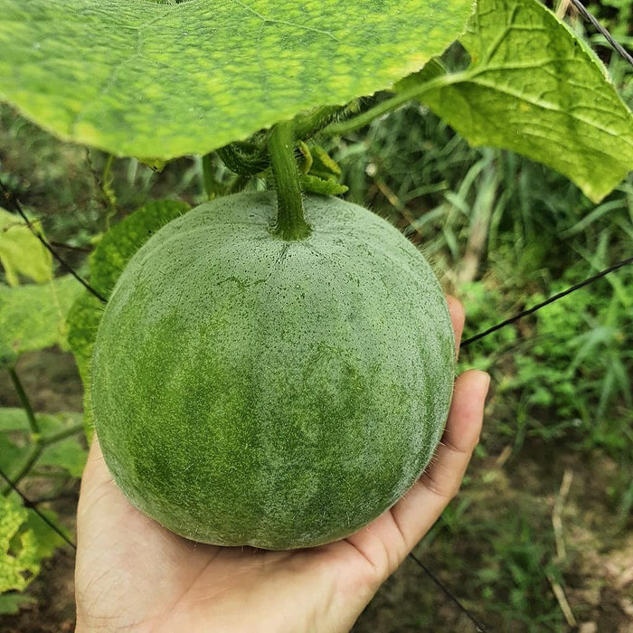 Bí Đao Tròn [ Lion Seeds - Thái Lan ]