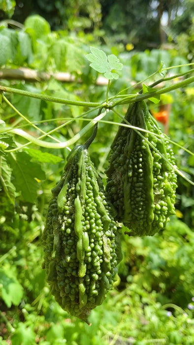 Hạt Giống Khổ Qua Rừng [ JUIJIA - Thái Lan ]