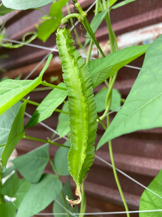 Hạt Giống Đậu Rồng Xanh [ Home Garden - Thái Lan ]