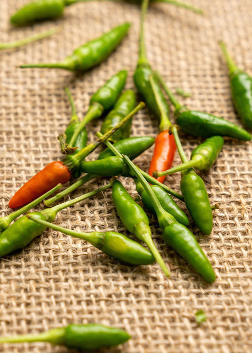 Hạt Giống Ớt Hiểm [ Home Garden - Thái Lan ]