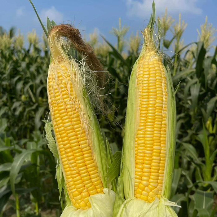 Hạt Giống Ngô Ngọt Lai F1 [ E-W Seeds - Thái Lan ]