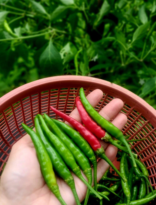 Hạt Giống Ớt Duang [ Home Garden - Thái Lan ]