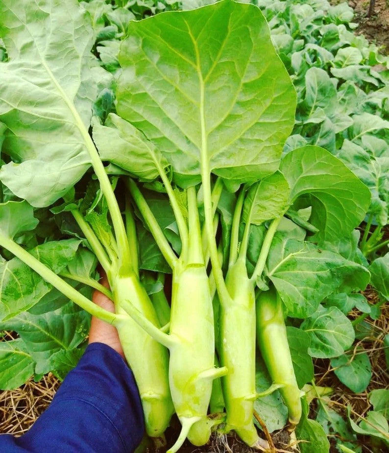 Hạt Giống Rau Cải
