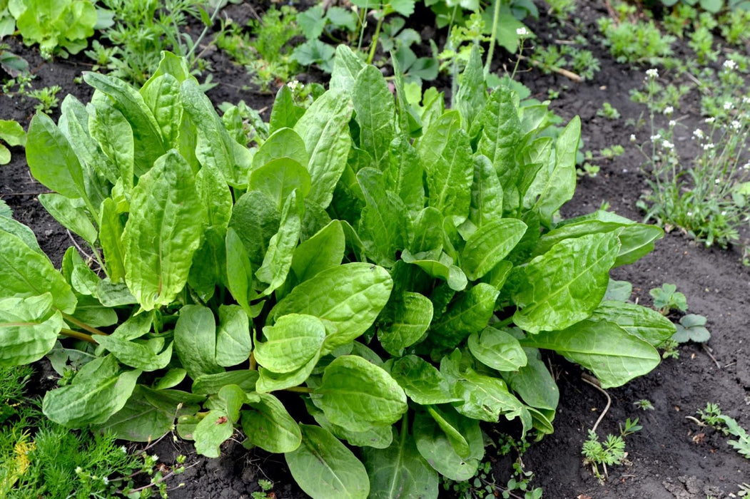 Rau Chua Sorrel Xanh