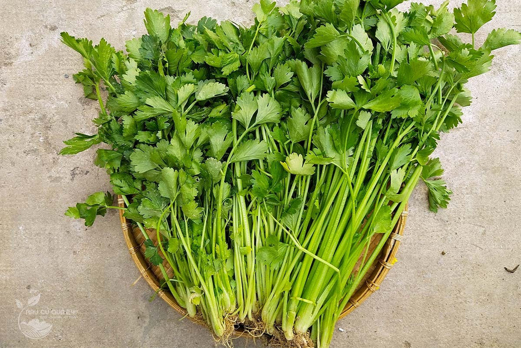 Hạt Giống Cần Tây [ E-W Seeds - Thái Lan ]