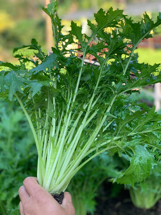 Hạt Giống Cải Đuôi Phụng [ E-W Seeds - Thái Lan ]