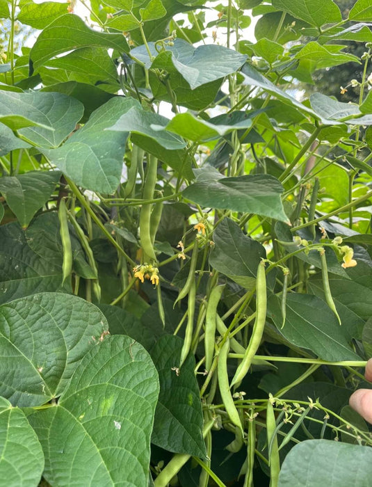 Hạt Giống Đậu Cove Cao Sản [ E-W Seeds - Thái Lan ]