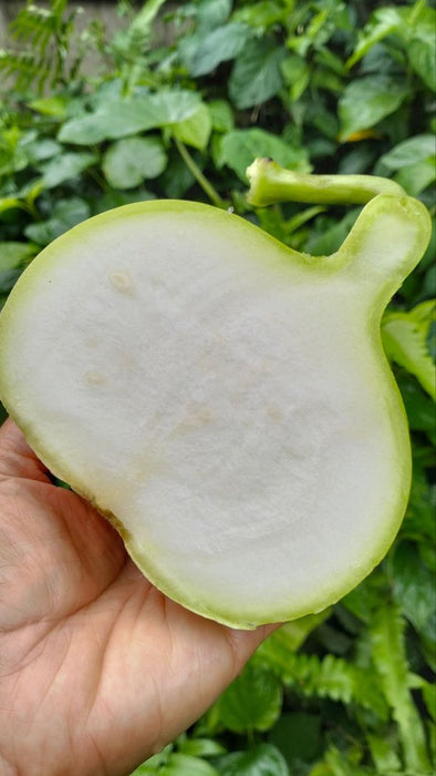 Hạt Giống Bầu Trái Tròn [ E-W Seeds - Thái Lan ]