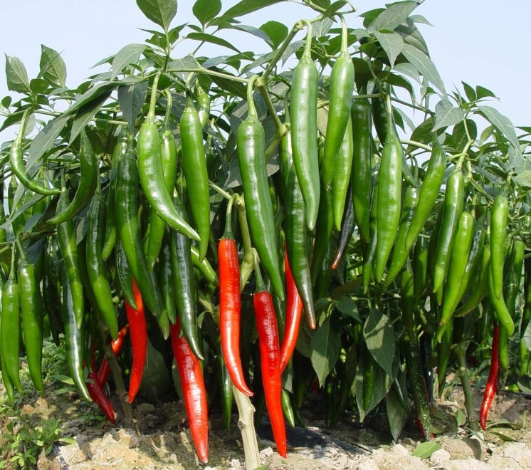 Hạt Giống Ớt Chỉ Địa [ Home Garden - Thái Lan ]