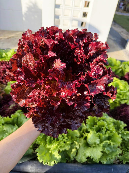 Xà Lách Xoăn Tím Thái Lan ( Red Coral ) [ JUIJIA ]