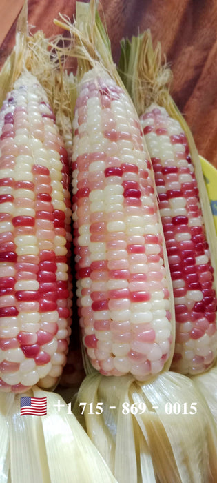 Hạt Giống Bắp Nếp Cẩm Hồng Lai F1 [ E-W Seeds - Thái Lan ] [ 80 hạt ]