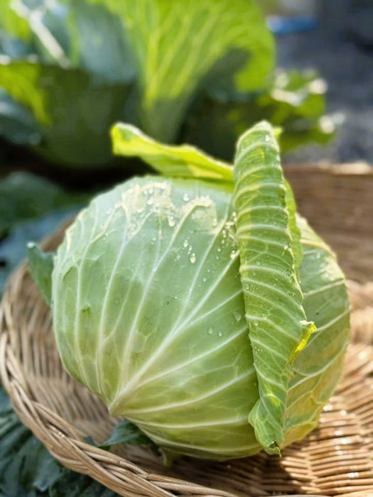 Hạt Giống Bắp Cải DORI 2 [ JUIJIA - Thái Lan ]