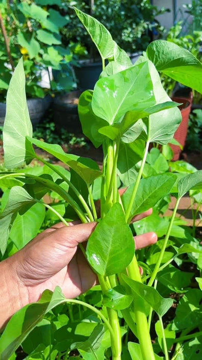 Rau muống Thái siêu ngọn [ 1Kg ]