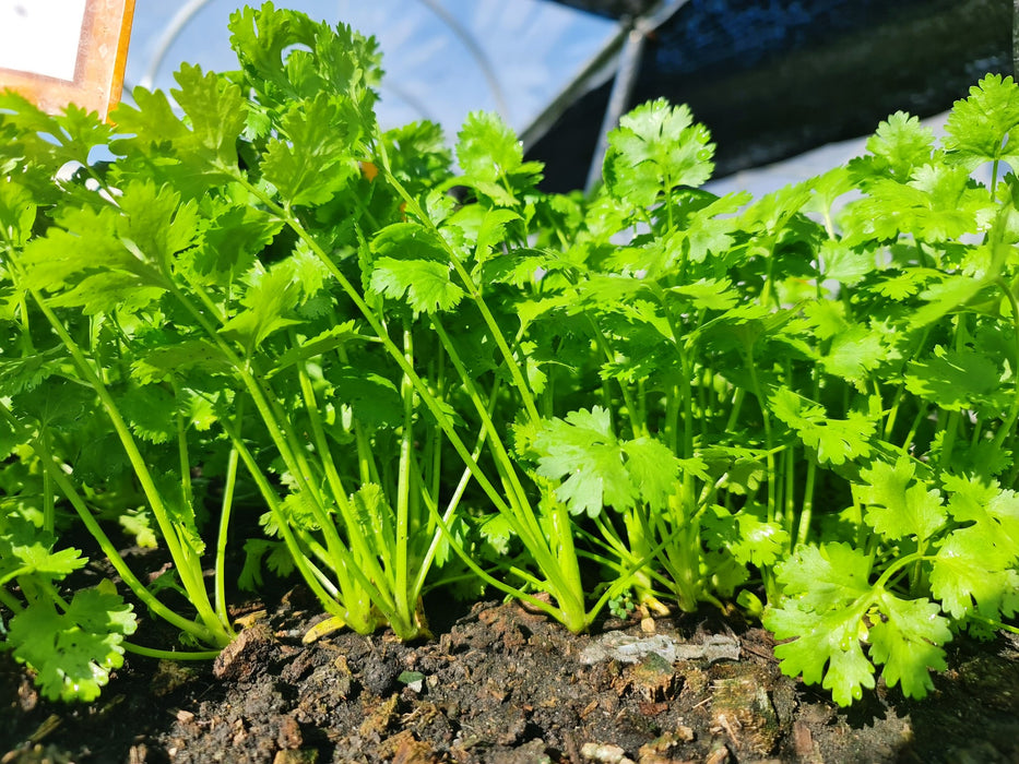 Ngò Hạt Nhỏ ( ngò rí ) [ Rado 31 ] 100gr