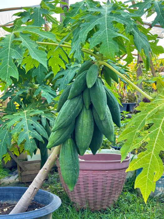 Hạt Giống Đủ Đủ Lùn Trái Dài Lai F1 90 [ E-W Seeds - Thái Lan ]