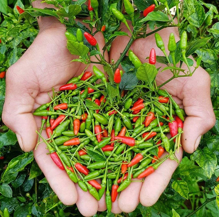 Hạt Giống Ớt Hiểm [ Home Garden - Thái Lan ]