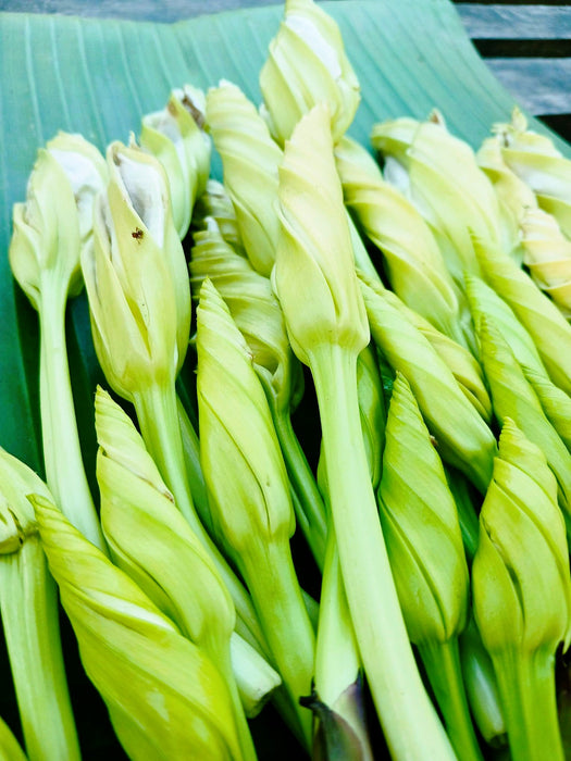 Hạt Giống Bông Chomchan [ E-W Seeds - Thái Lan ]