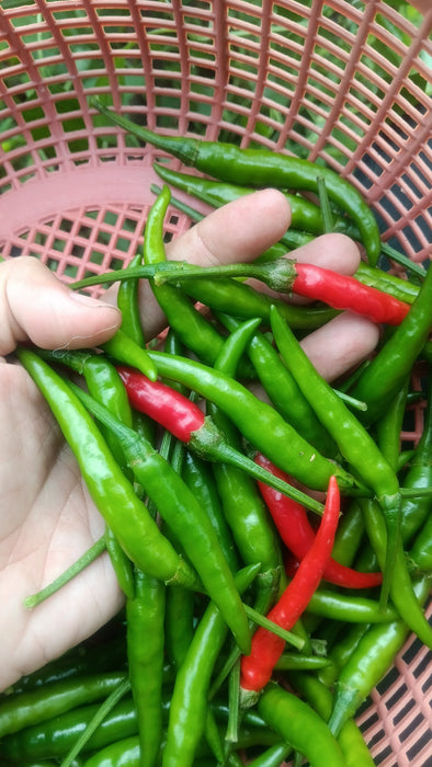 Hạt Giống Ớt Duang [ Home Garden - Thái Lan ]